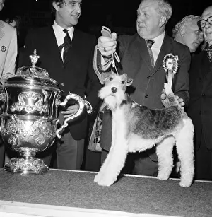 Crufts. Dog winner. February 1975 75-00769-004 Crufts. Dog winner. February 1975 75-00769-004