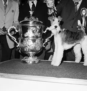 Crufts. Dog winner. February 1975 75-00769-005 Crufts. Dog winner. February 1975 75-00769-005