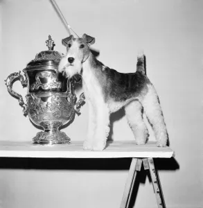 Crufts. Dog winner. February 1975 75-00769-006 Crufts. Dog winner. February 1975 75-00769-006