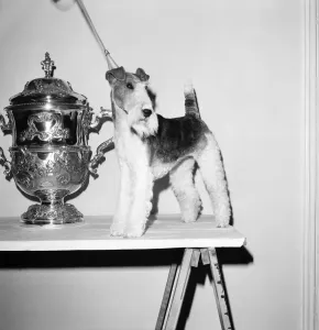 Crufts. Dog winner. February 1975 75-00769-007 Crufts. Dog winner. February 1975 75-00769-007