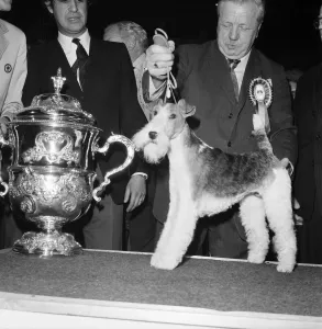 Crufts. Dog winner. February 1975 75-00769-008 Crufts. Dog winner. February 1975 75-00769-008