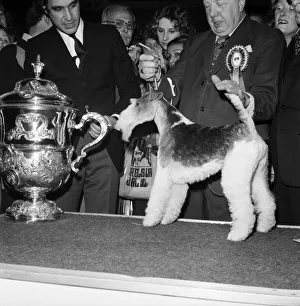 Crufts. Dog winner. February 1975 75-00769-009 Crufts. Dog winner. February 1975 75-00769-009