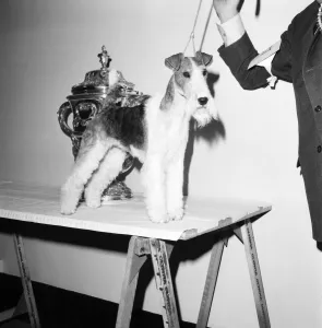 Crufts. Dog winner. February 1975 75-00769 Crufts. Dog winner. February 1975 75-00769