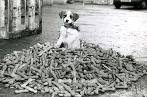 Crumbs the terrier dog sitting on a pile of dog biscuits Crumbs the terrier dog sitting on a pile of dog biscuits