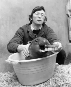 The Crunch: Hercules the pygmy hippo in playful mood at bath time. February 1979 P004993 The Crunch: Hercules the pygmy hippo in playful mood at bath time. February 1979 P004993