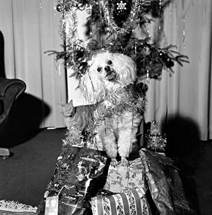 Images Dated 21st December 1972: Cute: Dog: Christmas: Poppy the Poodle. Poppy the poodle has a most responsible job until