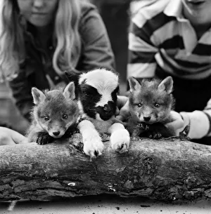 Two cute fox cubs with baby lamb. April 1975 Two cute fox cubs with baby lamb. April 1975