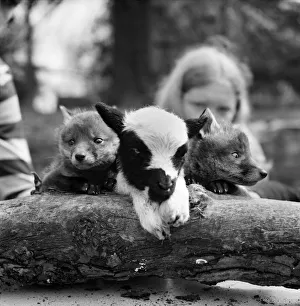 Two cute fox cubs with baby lamb. April 1975 Two cute fox cubs with baby lamb. April 1975