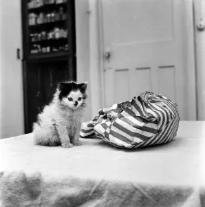 A cute kitten sitting on a bed looking inside a bag. November 1969 Z11405 A cute kitten sitting on a bed looking inside a bag. November 1969 Z11405