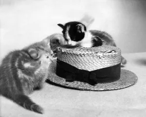 Two cute kittens, one sitting on a straw hat. Circa 1980 P011945 Two cute kittens, one sitting on a straw hat. Circa 1980 P011945