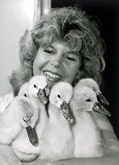 Six cygnets abandoned by their mother June 11 1985 P044284 Six cygnets abandoned by their mother June 11 1985 P044284