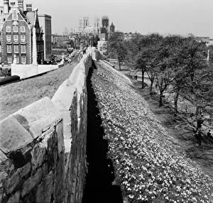 Daffodils behind the city walls, York Circa 1961 Daffodils behind the city walls, York Circa 1961
