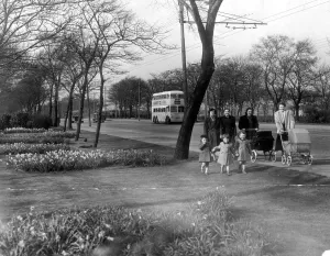 Daffodils are in season along the Great North Road in Newcastle in 1953 Daffodils are in season along the Great North Road in Newcastle in 1953
