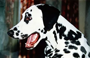 Dalmation Dog - February 1990 Animals Dogs Dalmation Dog - February 1990 Animals Dogs