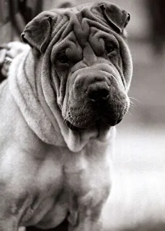 Dandellion the Chinese Shar Pei dog, a rar breed in Britain November 1981 Dandellion the Chinese Shar Pei dog, a rar breed in Britain November 1981