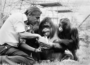 David Attenborough with orangutan and her baby at London Zoo, Friday 2nd April 1982 David Attenborough with orangutan and her baby at London Zoo, Friday 2nd April 1982