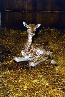 One day old baby Giraffe at Longleat Safari park One of first surviving giraffe One day old baby Giraffe at Longleat Safari park One of first surviving giraffe