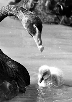 This four day old cygnet is the sole remaining chick from a nest of four hatched by a This four day old cygnet is the sole remaining chick from a nest of four hatched by a