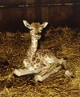 One of the one day old giraffe twins at Longleat Safari Park born to mother Bernadine May One of the one day old giraffe twins at Longleat Safari Park born to mother Bernadine May