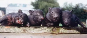 Ten day old Vietnamese Pot Bellied pigs seen here at the Brickfields centre Isle of Wight Ten day old Vietnamese Pot Bellied pigs seen here at the Brickfields centre Isle of Wight