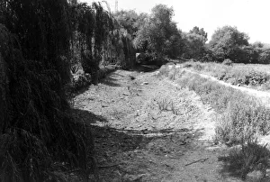 Death of a river July 1976 The Darent at Farningham Death of a river July 1976 The Darent at Farningham