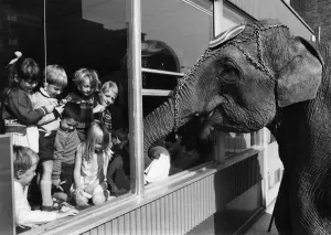 The delighted children watch as Guilda the elephant steals exam papers through their The delighted children watch as Guilda the elephant steals exam papers through their