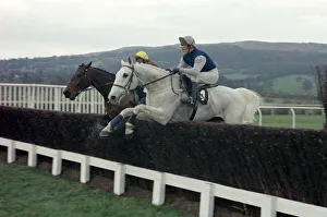 Desert Orchid clears a jump during the Cheltenham Gold Cup race 15th March 1990 Desert Orchid clears a jump during the Cheltenham Gold Cup race 15th March 1990