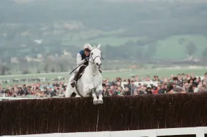 Desert Orchid leads the field in the 1990 Cheltenham Gold Cup 17th March 1990 Desert Orchid leads the field in the 1990 Cheltenham Gold Cup 17th March 1990