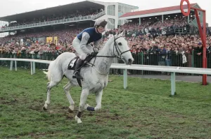 Desert Orchid and Richard Dunwoody finish 3rd in the 1990 Cheltenham Gold Cup Desert Orchid and Richard Dunwoody finish 3rd in the 1990 Cheltenham Gold Cup