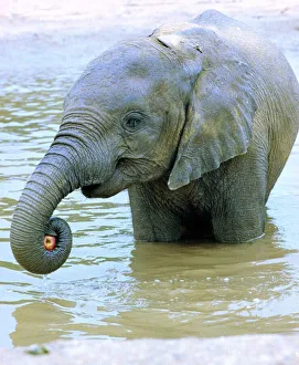 Dilberta one of London Zoo's Indian elephant takes to water to keep cool im Dilberta one of London Zoo's Indian elephant takes to water to keep cool im