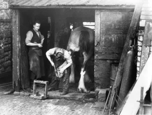 Dobbin waits patiently whil the blacksmith fixes his shoe at the smithy in Haltwhistle Dobbin waits patiently whil the blacksmith fixes his shoe at the smithy in Haltwhistle