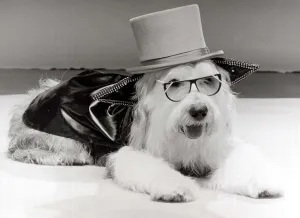 These two dog-about-town outfits were specially coutured by a London boutique that makes These two dog-about-town outfits were specially coutured by a London boutique that makes