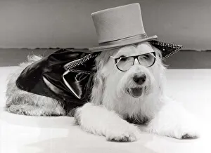 These two dog-about-town outfits were specially coutured by a London boutique that makes These two dog-about-town outfits were specially coutured by a London boutique that makes
