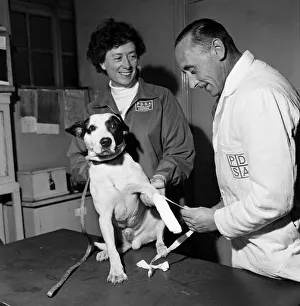 A dog having its injuries treated by the PDSA. It was picked up by a policeman A dog having its injuries treated by the PDSA. It was picked up by a policeman