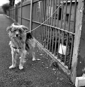 Dog Josie found outside the PDSA centre in Woodford Essex Dog Josie found outside the PDSA centre in Woodford Essex