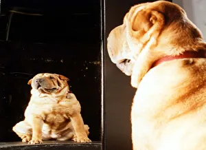 Dog looking in distorted mirror Animal Dogs March 1997 A©Mirrorpix Dog looking in distorted mirror Animal Dogs March 1997 A©Mirrorpix