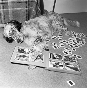 Dog Tim among the picture and photgraphic album. July 1970 70-6838-003 Dog Tim among the picture and photgraphic album. July 1970 70-6838-003