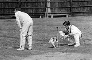 Images Dated 1st September 1975: Dog On Wicket, 1st September 1975. Jack Russell Dog cocks hind leg to urinate