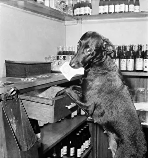 Dog Working behind Tite Bar. February 1953 D857-003 Dog Working behind Tite Bar. February 1953 D857-003