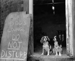 Two of the dogs pictured at the entrance to their 'Dogs Lounge' Two of the dogs pictured at the entrance to their 'Dogs Lounge'