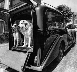Dogs sitting in the back of a Hearse: June 1970 P006068 Dogs sitting in the back of a Hearse: June 1970 P006068