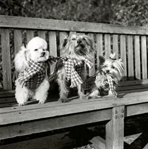 Images Dated 27th March 1986: Dogs wearing scarves A poodle dog and two terriers on a park bench