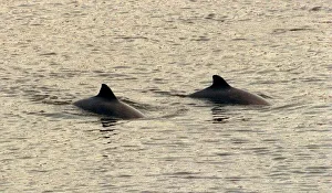 Dolphins swimming in the River Clyde April 1999 Dolphins swimming in the River Clyde April 1999