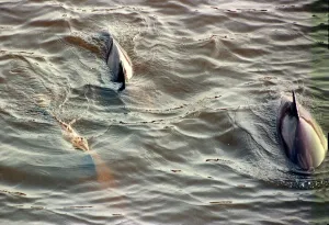 Dolphins swimming in the River Clyde April 1999 porpoises play in the river Dolphins swimming in the River Clyde April 1999 porpoises play in the river