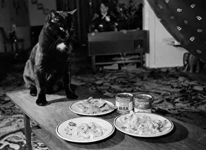 Domino the 28lb cat pictured with his daily menu. April 1978 P000417 Domino the 28lb cat pictured with his daily menu. April 1978 P000417