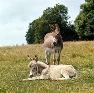 Donkey and young foal resting in the field. March 1980 Donkey and young foal resting in the field. March 1980
