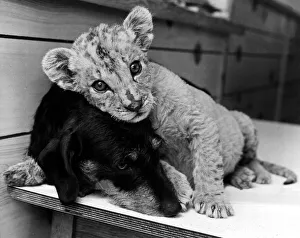 Doting Daschund Dinah who has adopted lion cub Napoleon Doting Daschund Dinah who has adopted lion cub Napoleon