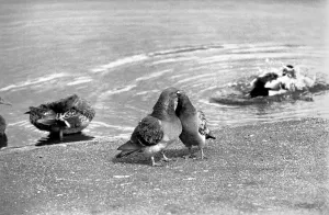 Ducks and Drakes swimming on the 'round-pond', at Kensington Gardens, London Ducks and Drakes swimming on the 'round-pond', at Kensington Gardens, London