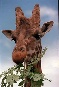 Dyan the giraffe with a sore neck August 1998 eats leaves at Blair Drummond Safari Dyan the giraffe with a sore neck August 1998 eats leaves at Blair Drummond Safari