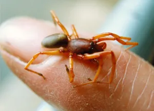 A Dysdera Crocatua or woodlouse spider in November 1994 A Dysdera Crocatua or woodlouse spider in November 1994